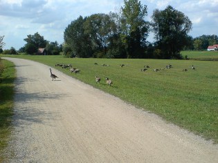 Auf dem Altmühltal-Radweg bei der Vogelinsel im Altmühlsee