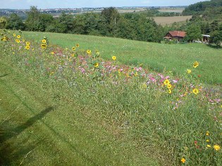 Altmühltal-Radweg unweit östlich von Rothenburg ob der Tauber