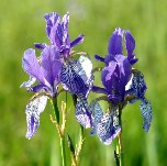 Sibirische Schwertlilie im Naturschutzgebiet Eriskirch, Bodensee-Radweg