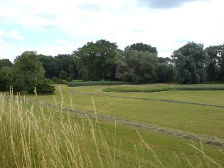 Blick vom Donau-Radweg auf die Auen bei Pförring