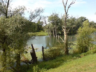 Blick vom Donau-Radweg auf die Auen bei Pondorf