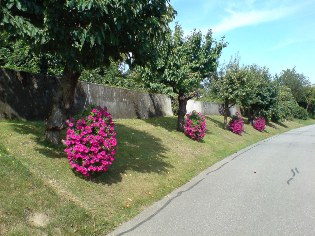 Unser Dorf ist schöner: Petunien am Donau-Radweg in Sossau