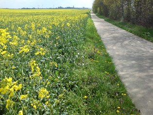 An der Flaeming-Skate® zwischen Bochow und Langenlipsdorf