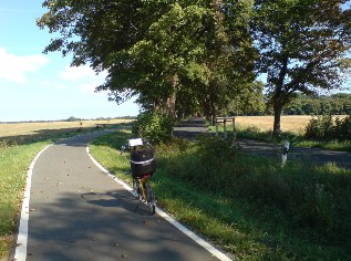 Allee auf Rügen