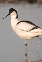 Wasservogelreservat Wallnau auf Fehmarn (Foto: Hendrik Weindorf), Ostseeküsten-Radweg