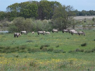 Unterwegs auf dem Ostseeküsten-Radweg: Koniks im NSG Geltinger Birk